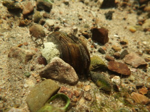 male northern riffleshell - Winamac site